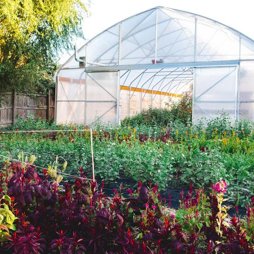 Urban Buds Farm