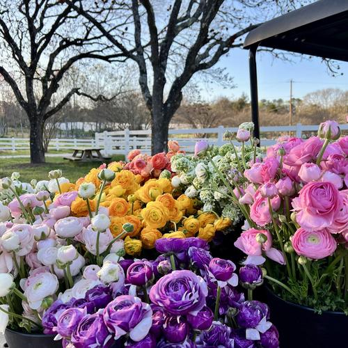 Ranunculus