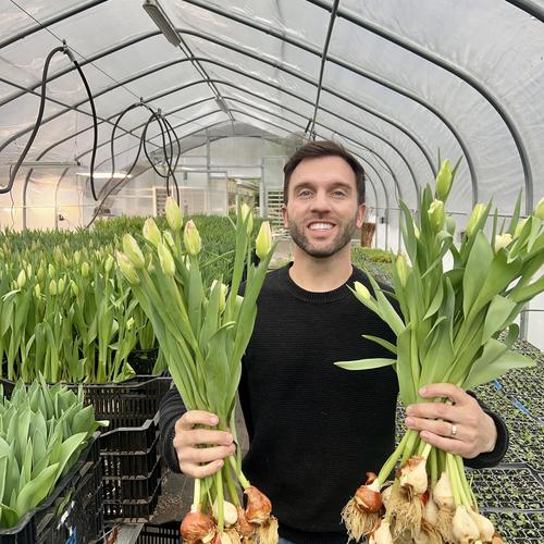 Hydroponic Tulips