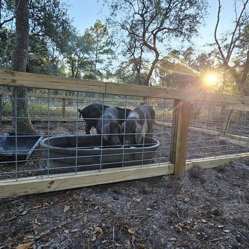 Our Meishan Pig Space